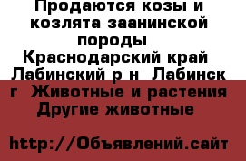 Продаются козы и козлята заанинской породы - Краснодарский край, Лабинский р-н, Лабинск г. Животные и растения » Другие животные   